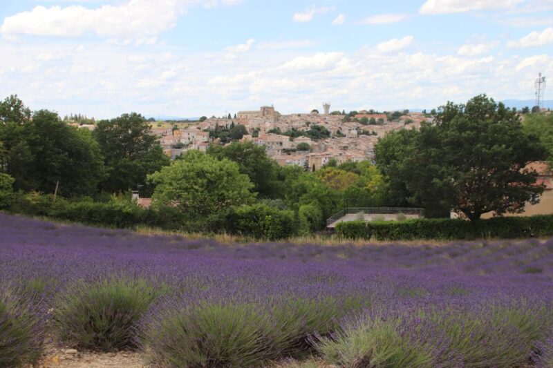 From Aix-En-Provence: Lavender Experience & Gorges Du Verdon - Lavender Fields in Valensole