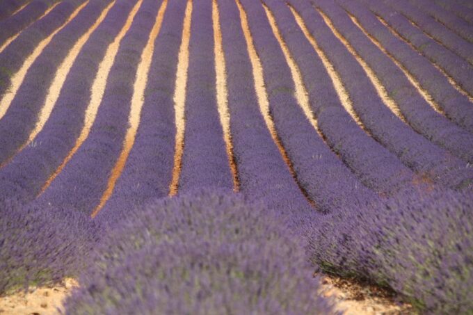 From Aix-En-Provence: Lavender Experience & Gorges Du Verdon - Pricing and Booking Details