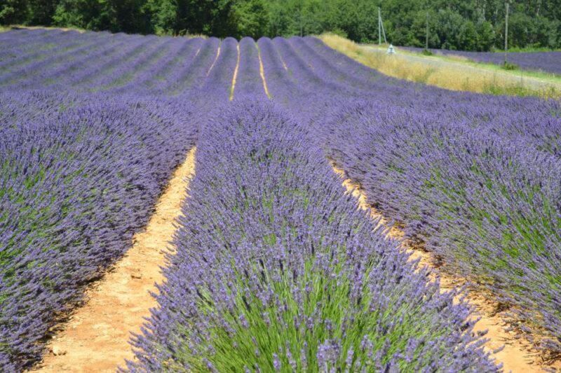 From Aix-en-Provence: Lavender Half Day Afternoon Tour - Key Points