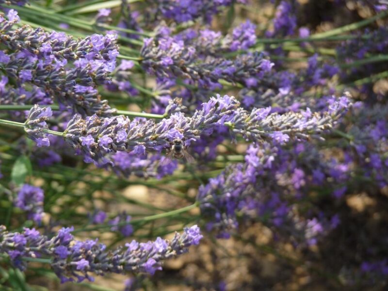 From Aix-en-Provence: Lavender Half Day Afternoon Tour - What to Bring and Expect