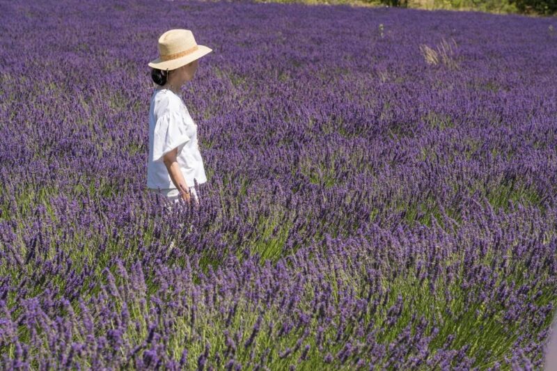 From Aix-en-Provence: Lavender Half Day Tour - Tasting of Regional Products