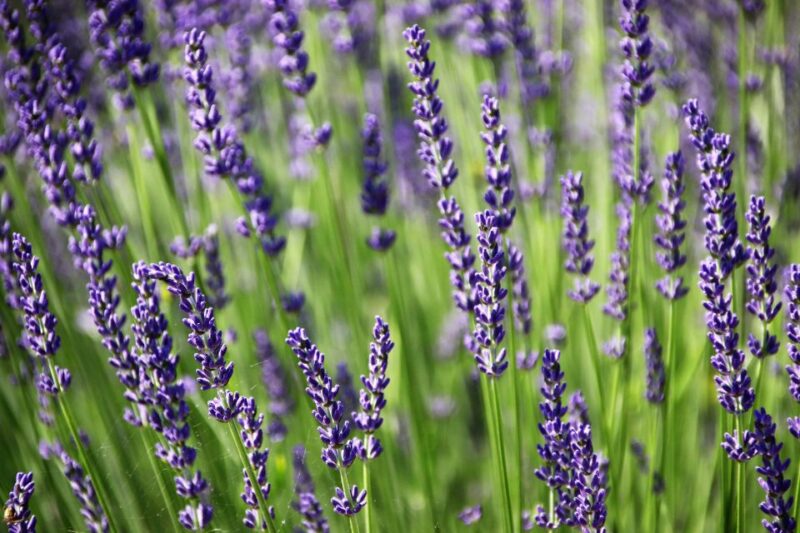 From Aix En Provence: Private Tour of Sault in Van - Lourmarin Luberon Village