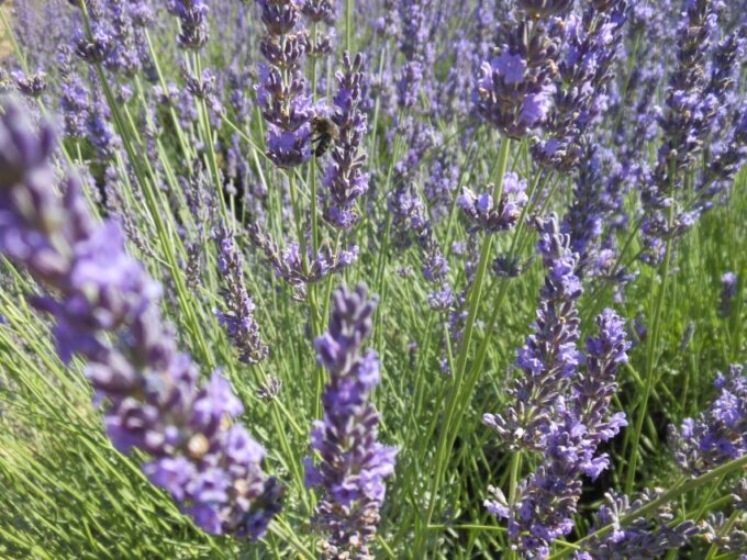 From Aix-en-Provence: Valensole Lavender Full-Day Tour - Frequently Asked Questions