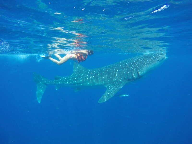 From Akumal: Whale Shark Tour - Inclusions