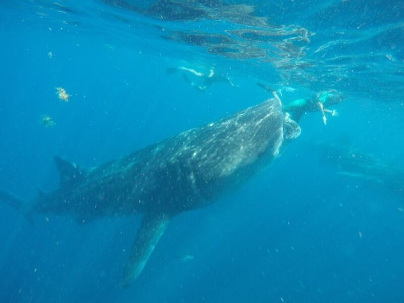 From Akumal: Whale Shark Tour - Important Information