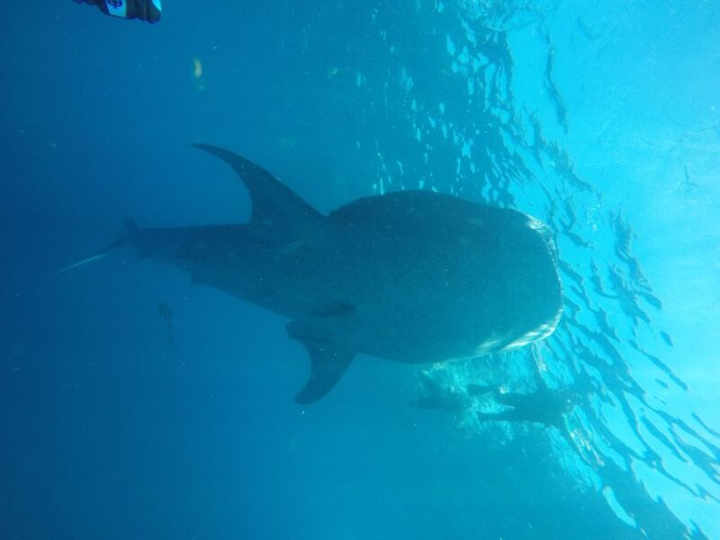 From Akumal: Whale Shark Tour - Customer Feedback