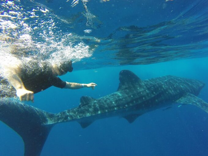 From Akumal: Whale Shark Tour - Whale Shark Encounter