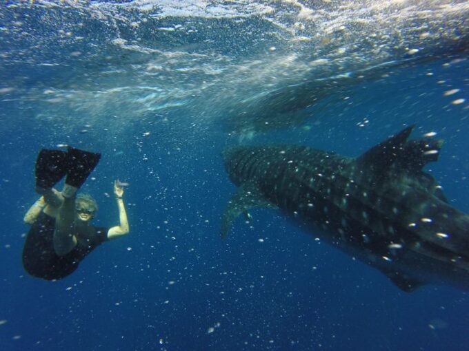 From Akumal: Whale Shark Tour - Exploring Playa Norte