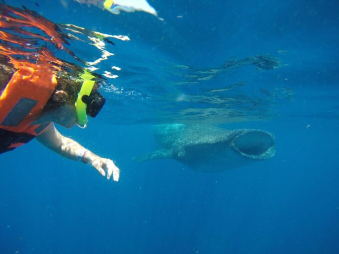 From Akumal: Whale Shark Tour - Getting There and Back