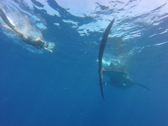 From Akumal: Whale Shark Tour - Frequently Asked Questions
