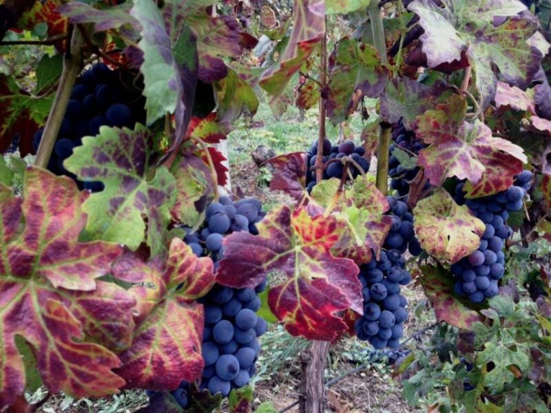 From Alba: Barolo & Barbaresco Wine Tasting Tour - Experience Highlights