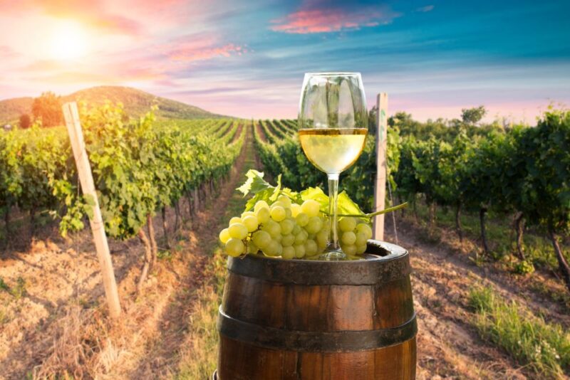 From Alba/Turin: Langhe Wine Day Trip With Tastings & Lunch - Itinerary Highlights