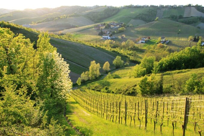 From Alba/Turin: Langhe Wine Day Trip With Tastings & Lunch - Stunning Langhe Views