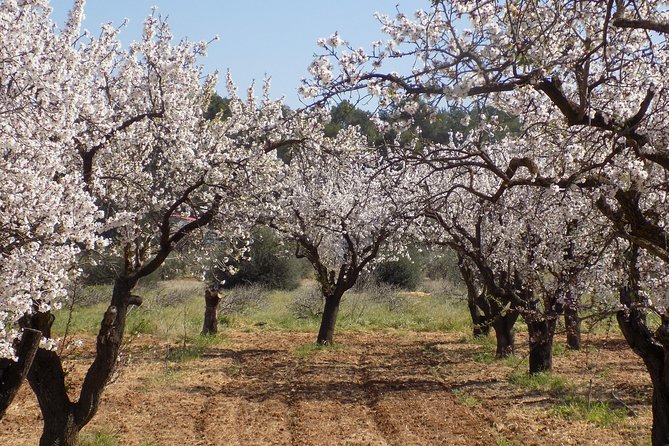 From Albir, Altea, Benidorm & Calpe: Jalón Valley Excursion - Group Size Limit