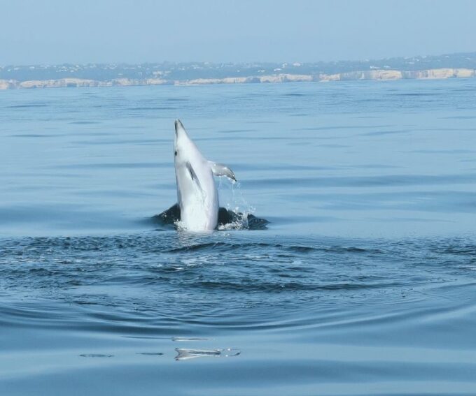 From Albufeira: Benagil Caves and Dolphins Guided Boat Tour - Customer Experiences