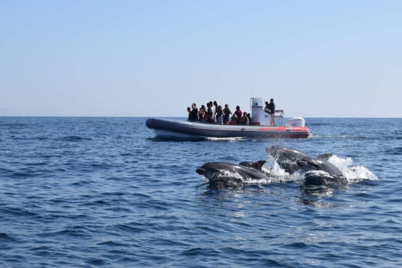 From Albufeira: Benagil Caves and Dolphins Guided Boat Tour - Exploring the Coastline
