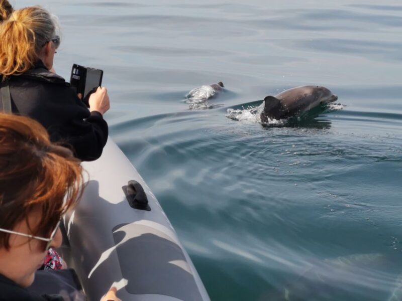 From Albufeira: Benagil Caves and Dolphins Guided Boat Tour - Learning About the Region