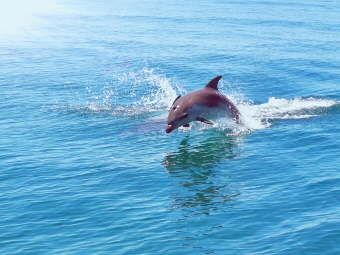 From Albufeira: Benagil Caves and Dolphins Guided Boat Tour - Frequently Asked Questions