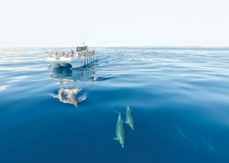 From Albufeira: Dolphins and Caves 2.5-Hour Boat Trip - Wildlife and Scenery