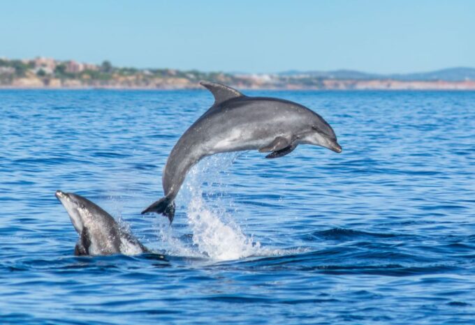From Albufeira: Dolphins and Caves 2.5-Hour Boat Trip - Departure Location