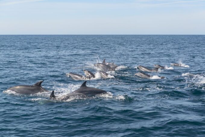 From Albufeira: Dolphins and Caves 2.5-Hour Boat Trip - Frequently Asked Questions