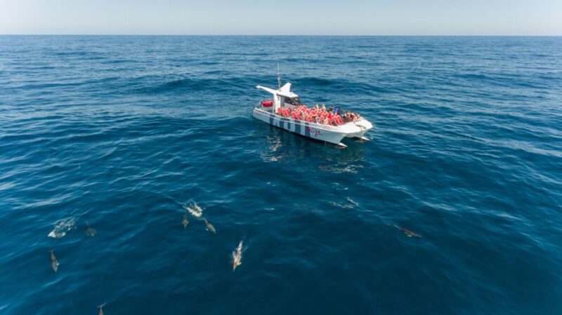 From Albufeira: Dolphins and Caves 2.5-Hour Boat Trip - Wildlife and Scenery