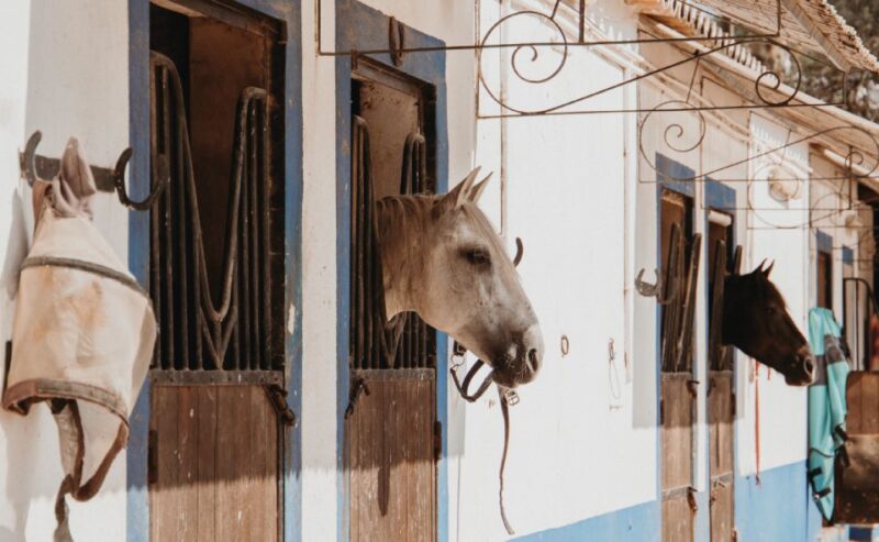 From Albufeira: Half-Day Hidden Gems & Horse Riding Tour - Key Points