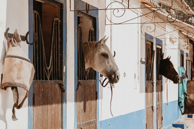 From Albufeira: Half-Day Hidden Gems & Horse Riding Tour - Tips for Travelers