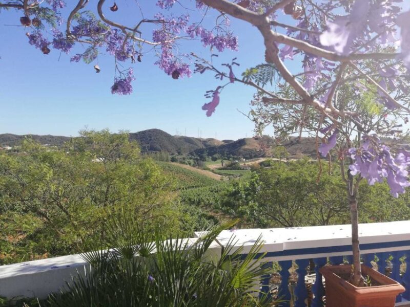 From Albufeira: Half-Day Winery Tour and Silves - Highlights of the Tour