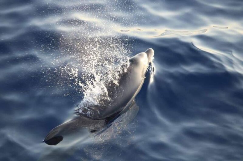 From Alcudia: Sunrise Dolphin Watching Boat Tour - Highlights