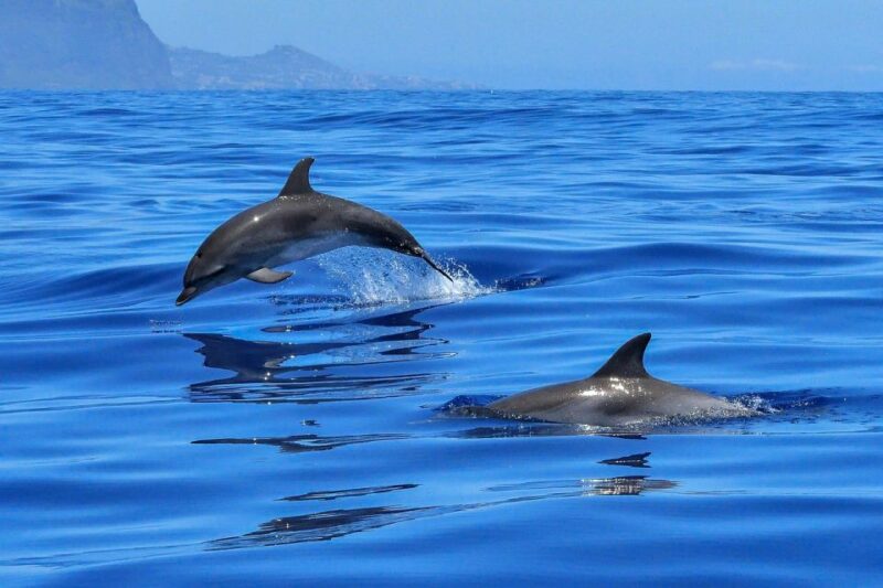 From Alcudia: Sunrise Dolphin Watching Boat Tour - Itinerary
