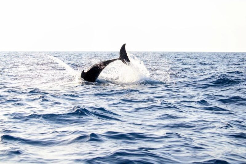 From Alcudia: Sunrise Dolphin Watching Boat Tour - Important Information