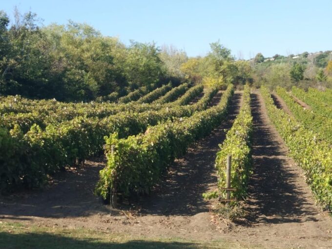From Alicante: Guided Visit to an Old Winery. Tasting Included. - Additional Information