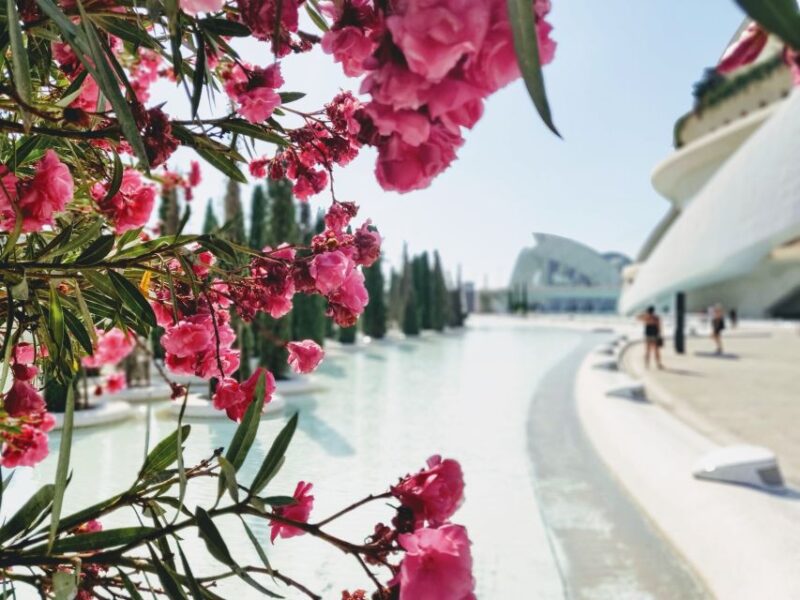 From Alicante: Valencia Full-Day Guided Tour - Itinerary and Sights
