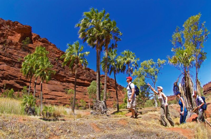 From Alice Springs: Palm Valley 4WD Outback Safari + Picnic - Highlights of the 4WD Experience