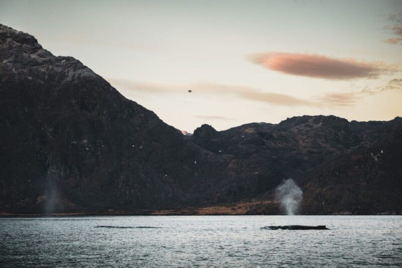 From Alta: Fjord & Whale Adventure - Key Points