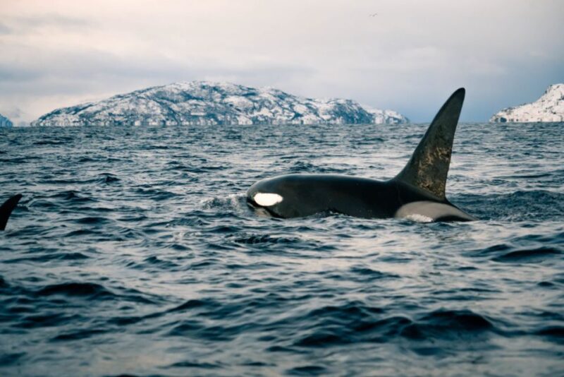From Alta: Fjord & Whale Adventure - Whale Watching Experience