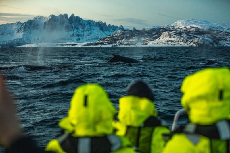 From Alta: Fjord & Whale Adventure - Meeting Point and Directions
