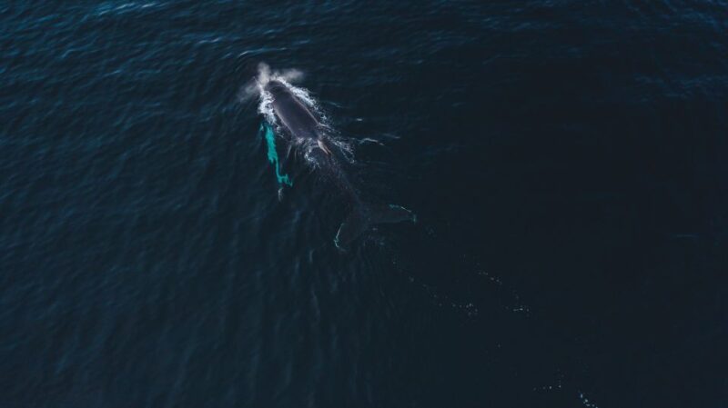 From Alta: Fjord & Whale Adventure - Customer Feedback