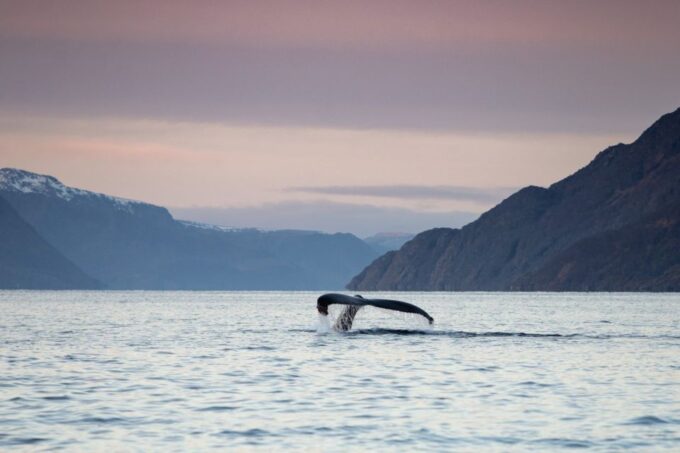 From Alta: Fjord & Whale Adventure - Exploring the Fjords