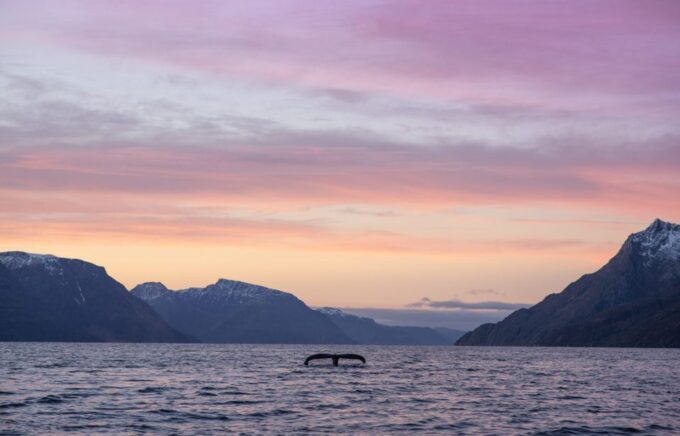 From Alta: Fjord & Whale Adventure - Recap