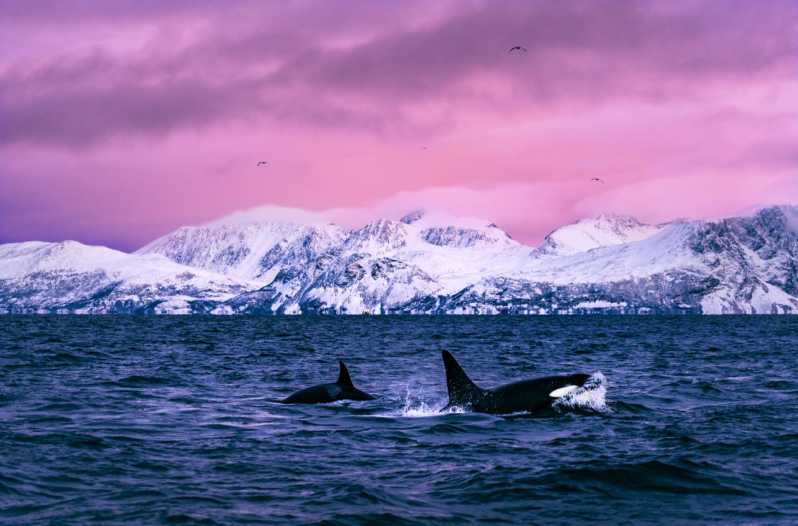 From Alta: Whale and Seabird Cruise - Onboard Amenities