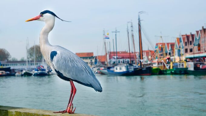 From AMS: Zaanse Schans, Edam, Volendam & Marken - Meeting Point Information