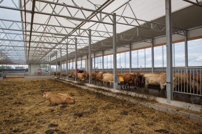 From Amsterdam; Alkmaar Cheese Market, Canal Cruise + Farm - Booking Details