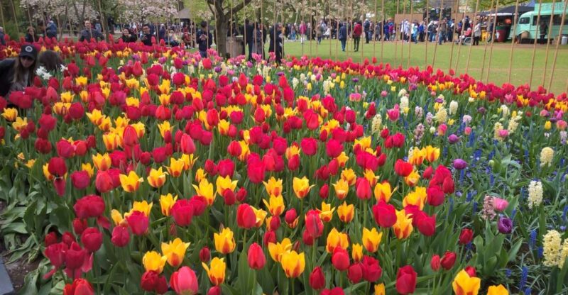 From Amsterdam: Keukenhof and Zaanse Schans Small Group Tour - Highlights