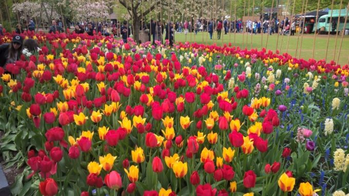 From Amsterdam: Keukenhof and Zaanse Schans Small Group Tour - Frequently Asked Questions