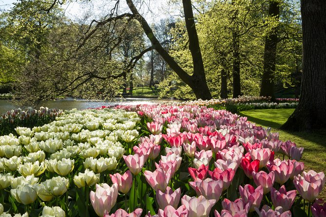 From Amsterdam: Keukenhof Flower Park Ticket and Transfer 2025 - Logistics and Accessibility