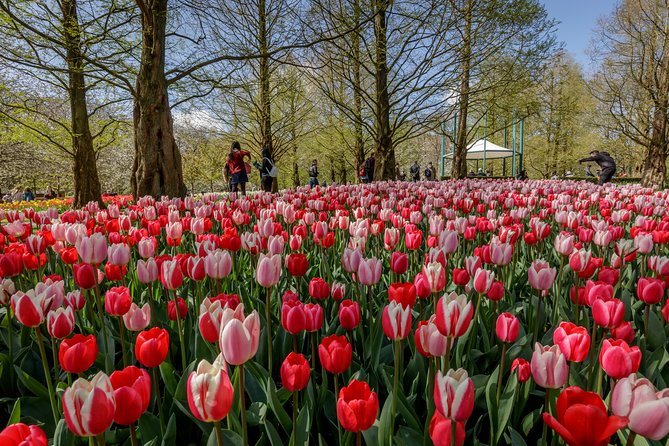 From Amsterdam: Keukenhof Flower Park Ticket and Transfer 2025 - Timing and Seasonality