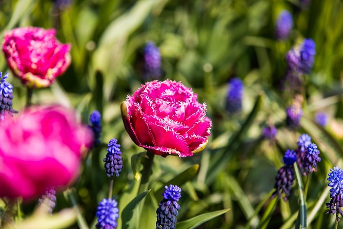 From Amsterdam: Keukenhof Flower Park Ticket and Transfer 2025 - Transportation and Transfer