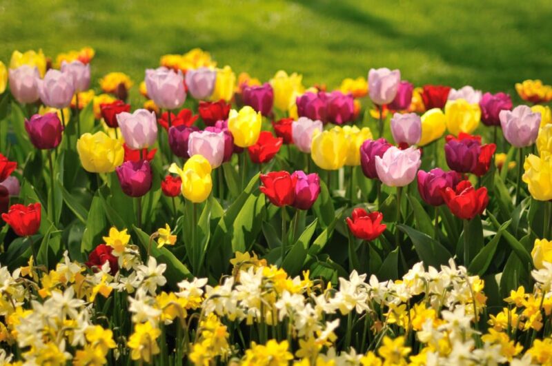 From Amsterdam: Private Day Trip to Keukenhof & De Tulperij - Key Points